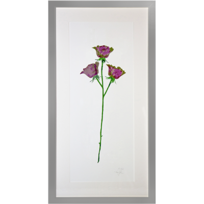 Florales – Rose Violett
